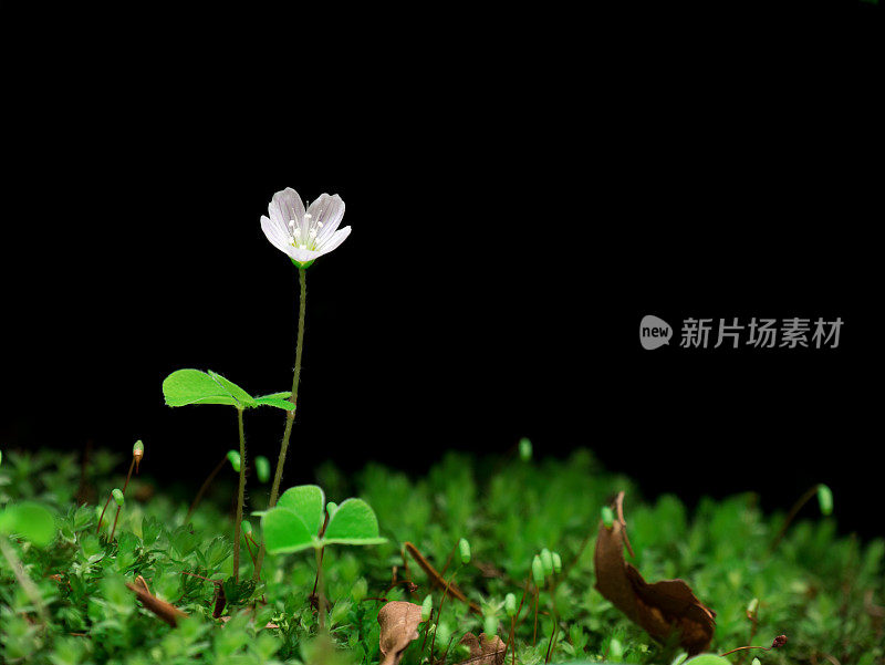 酢浆草(Oxalis acetosella)花。孤立在黑色背景上。